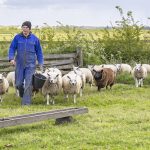 IJsbrand Kikkert leidt de schapen naar het aangekochte perceel