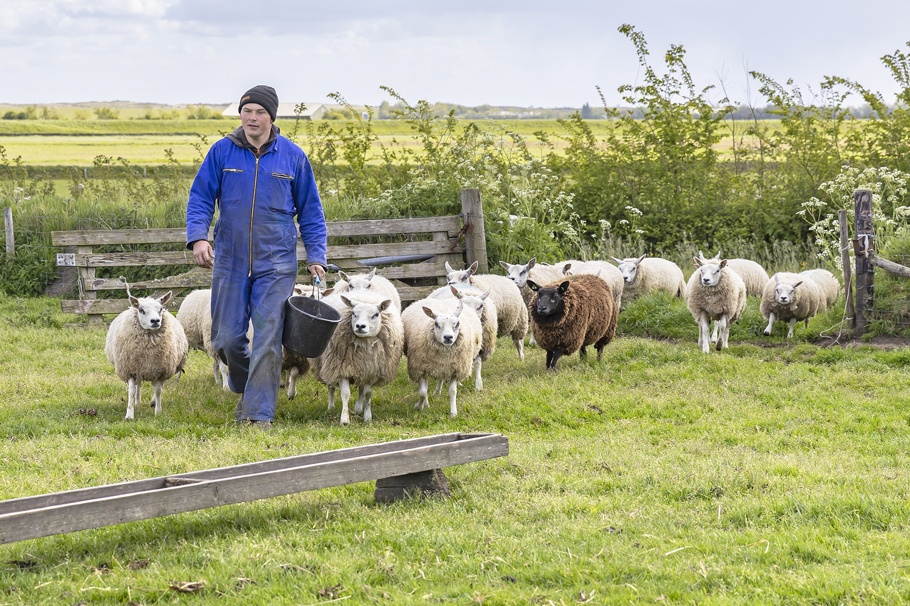 IJsbrand Kikkert leidt de schapen naar het aangekochte perceel